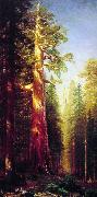 Albert Bierstadt The Great Trees, Mariposa Grove, California oil painting picture wholesale
